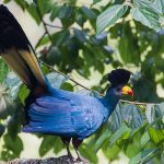 Bird watching in Uganda