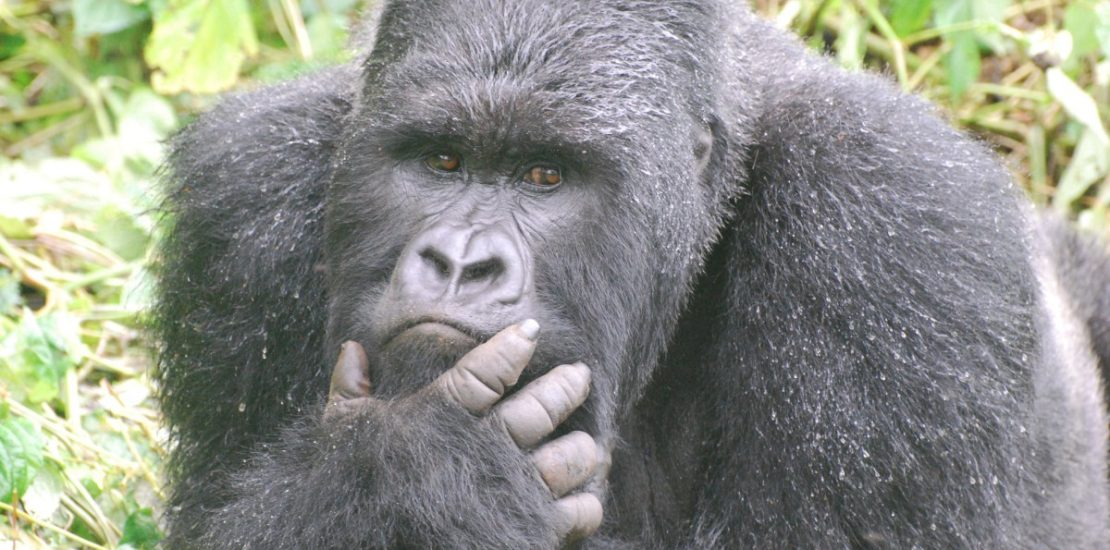 Top Gorilla Trekking Experiences in Bwindi Impenetrable Forest