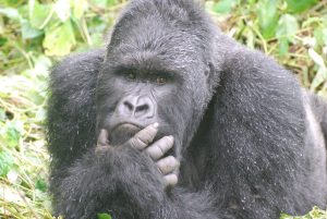 Read more about the article Top Gorilla Trekking Experiences in Bwindi Impenetrable Forest