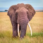 Discover the African Big Five