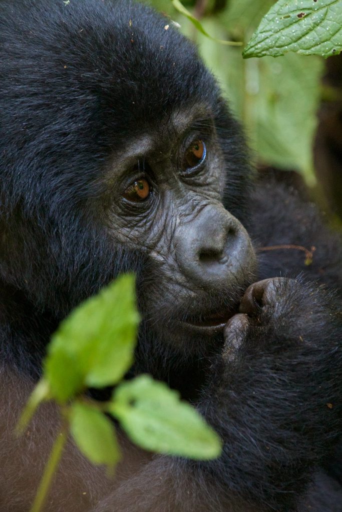 5 days Uganda Gorilla Trekking Adventure