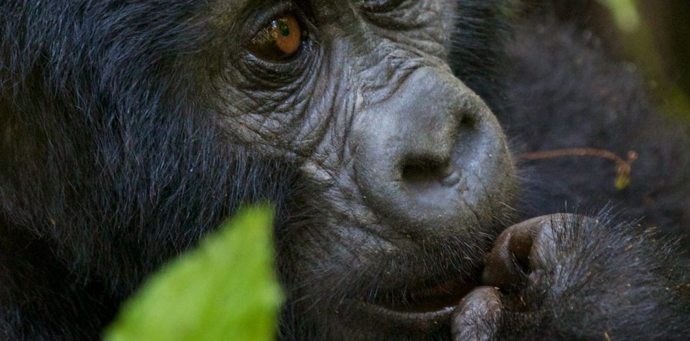 5 days Uganda Gorilla Trekking Adventure