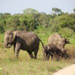 Eco-Friendly Safaris