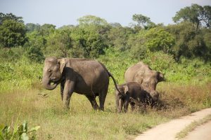 Read more about the article Eco-Friendly Safaris