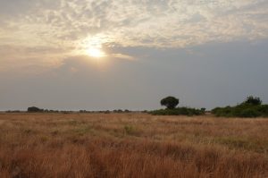 Read more about the article Queen Elizabeth National Park