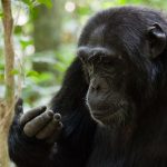 What is the age limit for Chimpanzee Trekking  in Rwanda?