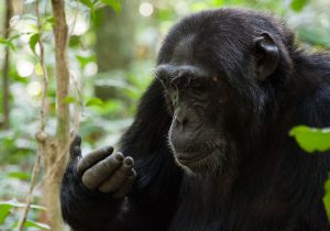 Read more about the article What is the age limit for Chimpanzee Trekking  in Rwanda?