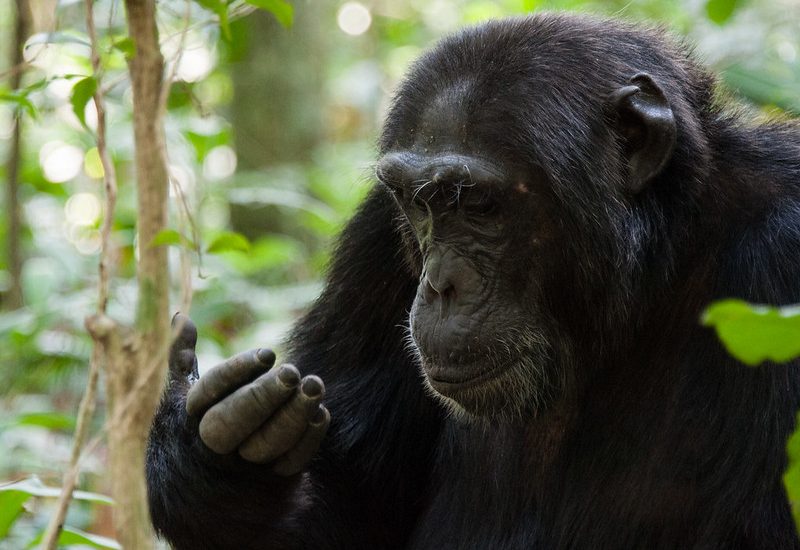 What is the age limit for Chimpanzee Trekking  in Rwanda?