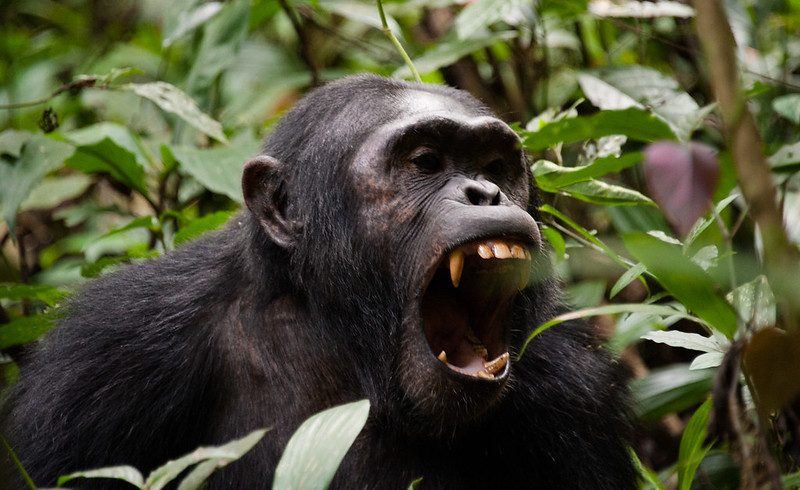 5-Day Uganda Wildlife & Chimpanzee Safari 