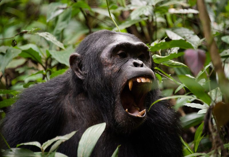 5-Day Uganda Wildlife & Chimpanzee Safari 