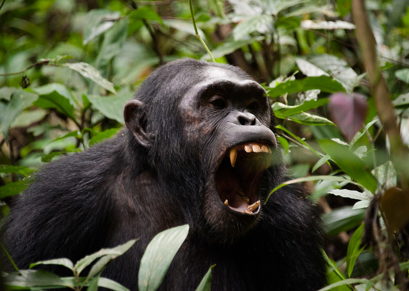 5-Day Uganda Wildlife & Chimpanzee Safari 