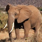 Where to Find Elephants in Uganda