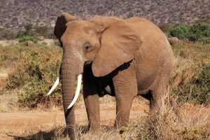 Read more about the article Where to Find Elephants in Uganda