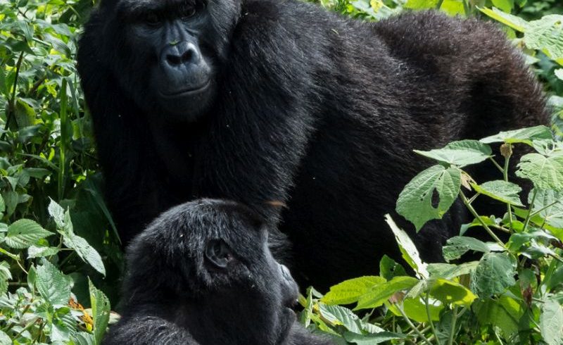 8-Day Uganda Primate & Wildlife Safari 