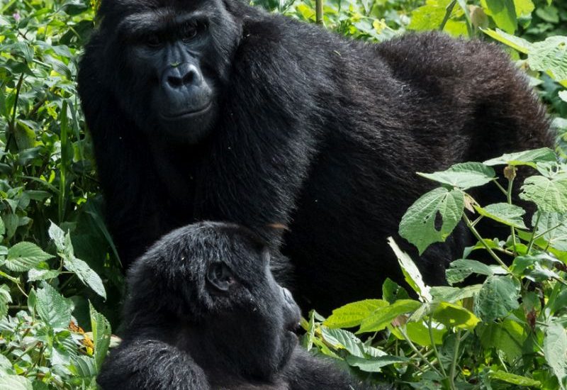 8-Day Uganda Primate & Wildlife Safari 