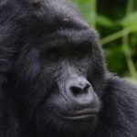 What to Expect on a Gorilla Trek in Rwanda?