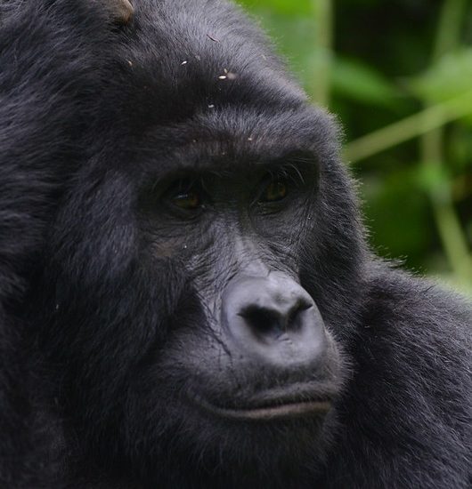 What to Expect on a Gorilla Trek in Rwanda?