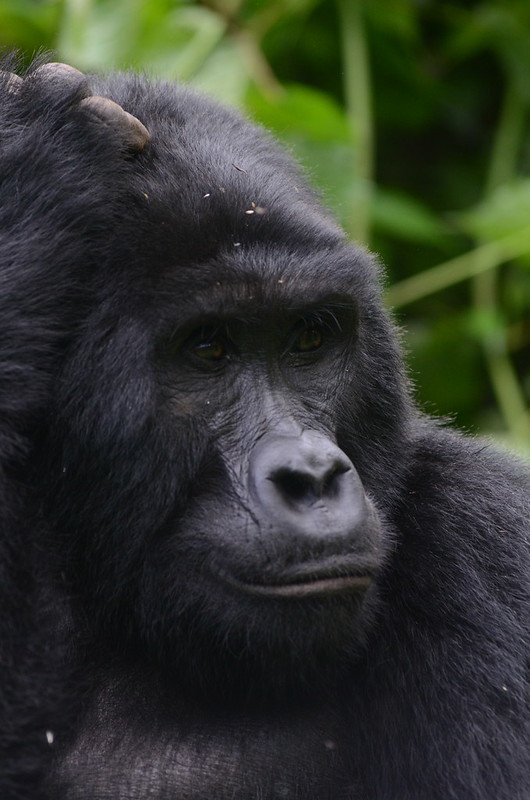 Read more about the article What to Expect on a Gorilla Trek in Rwanda?