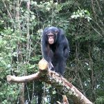 Age Limit for Chimpanzee Trekking in Rwanda