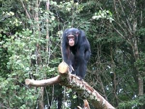 Read more about the article Age Limit for Chimpanzee Trekking in Rwanda