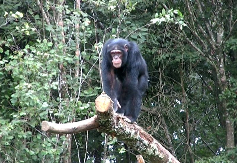 Age Limit for Chimpanzee Trekking in Rwanda