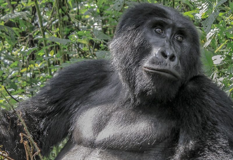 Budget Gorilla Tours from Kasese