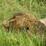 Ngorongoro Crater