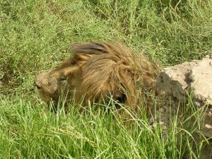 Read more about the article Ngorongoro Crater