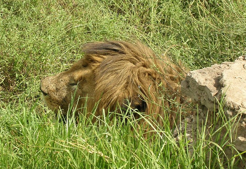 Ngorongoro crater