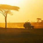 Game Drives and Boat Safaris 