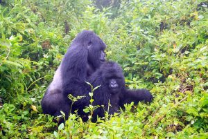 1 day gorilla tracking in Uganda from Kigali