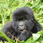 2-Day Uganda Gorilla Safari Through Kigali