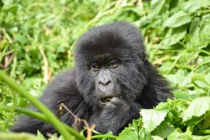 Read more about the article 2-Day Uganda Gorilla Safari Through Kigali