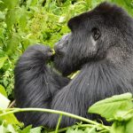 Gorilla Trekking Before or After a Conference in Kampala?