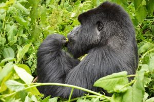 Read more about the article Gorilla Trekking Before or After a Conference in Kampala?