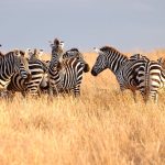 Top 5 Must-Visit Safari Destinations in East Africa