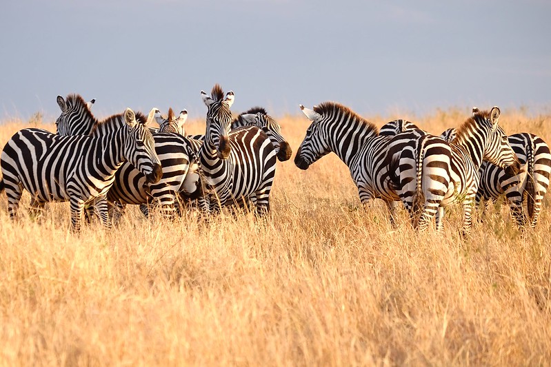 Top 5 Must-Visit Safari Destinations in East Africa