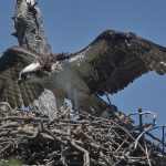 The Wildlife Day in Uganda