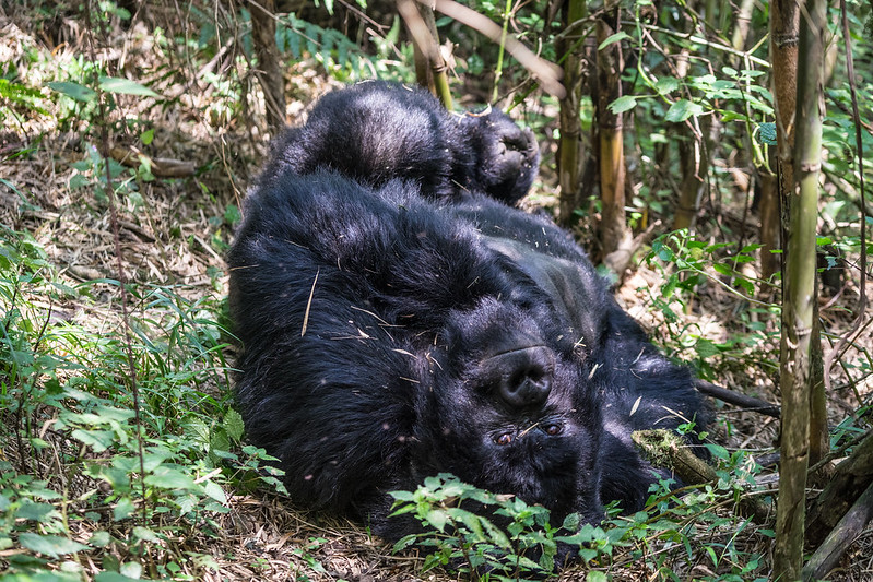 How safe is Mgahinga National Park right now?