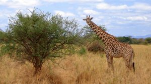 Read more about the article How to Prepare for Your First Safari