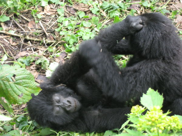 Time to Spend with Gorillas During Gorilla Habituation in Uganda.