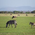 Solo Adventure in Uganda.