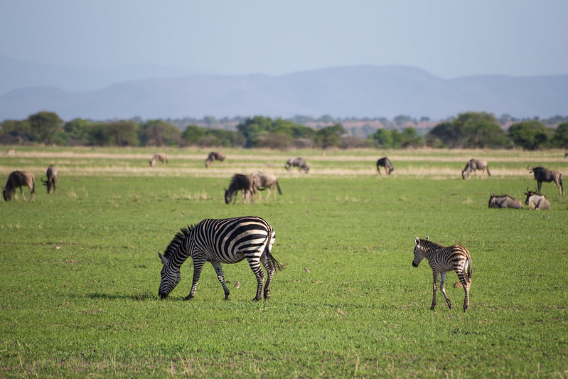 Solo Adventure in Uganda.