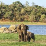 The Best Wildlife Photography Tips for Safari Enthusiasts