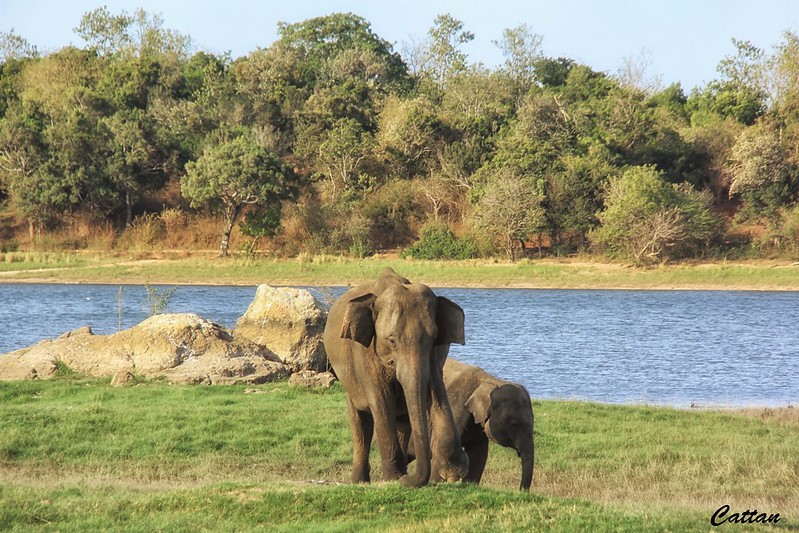 The Best Wildlife Photography Tips for Safari Enthusiasts