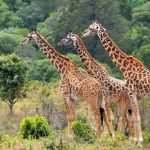 The Most Unforgettable Wildlife Experiences in East Africa