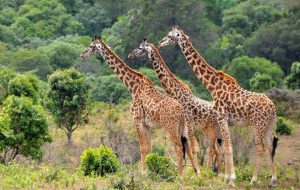 Read more about the article The Most Unforgettable Wildlife Experiences in East Africa