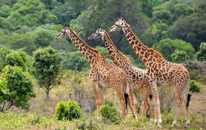 The Most Unforgettable Wildlife Experiences in East Africa