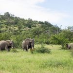 How to Plan a Family Safari in East Africa