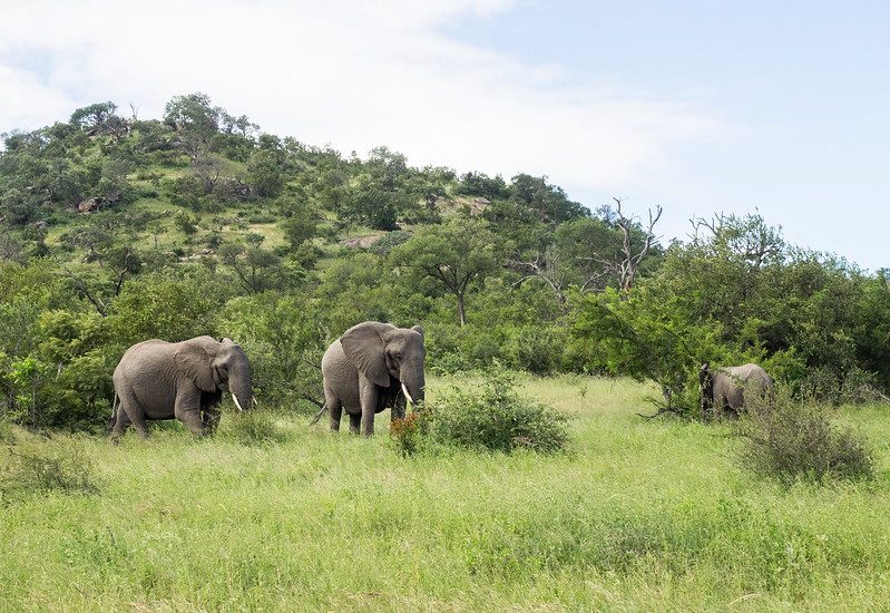 How to Plan a Family Safari in East Africa